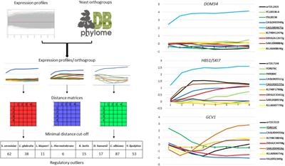 Comparative Transcriptomics Highlights New Features of the Iron Starvation Response in the Human Pathogen Candida glabrata